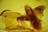 Detailed Fossil Winged Termite and Ant in Baltic Amber #173651-2